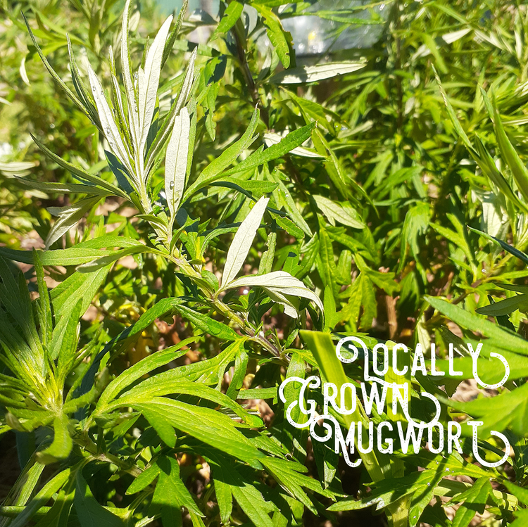 Dried Mugwort - JOURNEY artisan soaps & candles