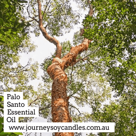 Palo Santo Essential Oil - JOURNEY artisan soaps & candles